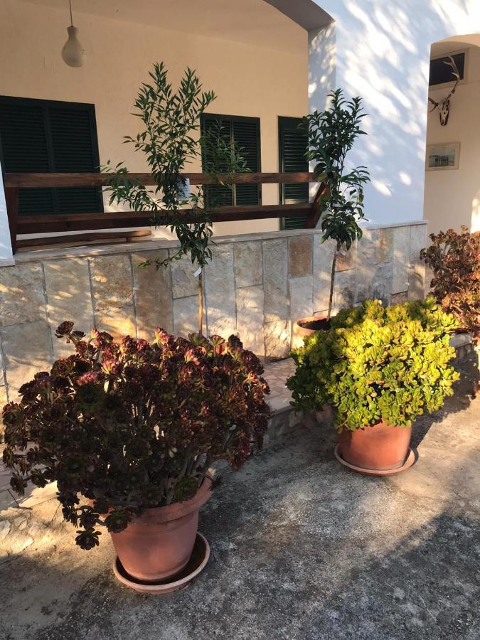 Villa Monica Appartamenti Vieste Zewnętrze zdjęcie